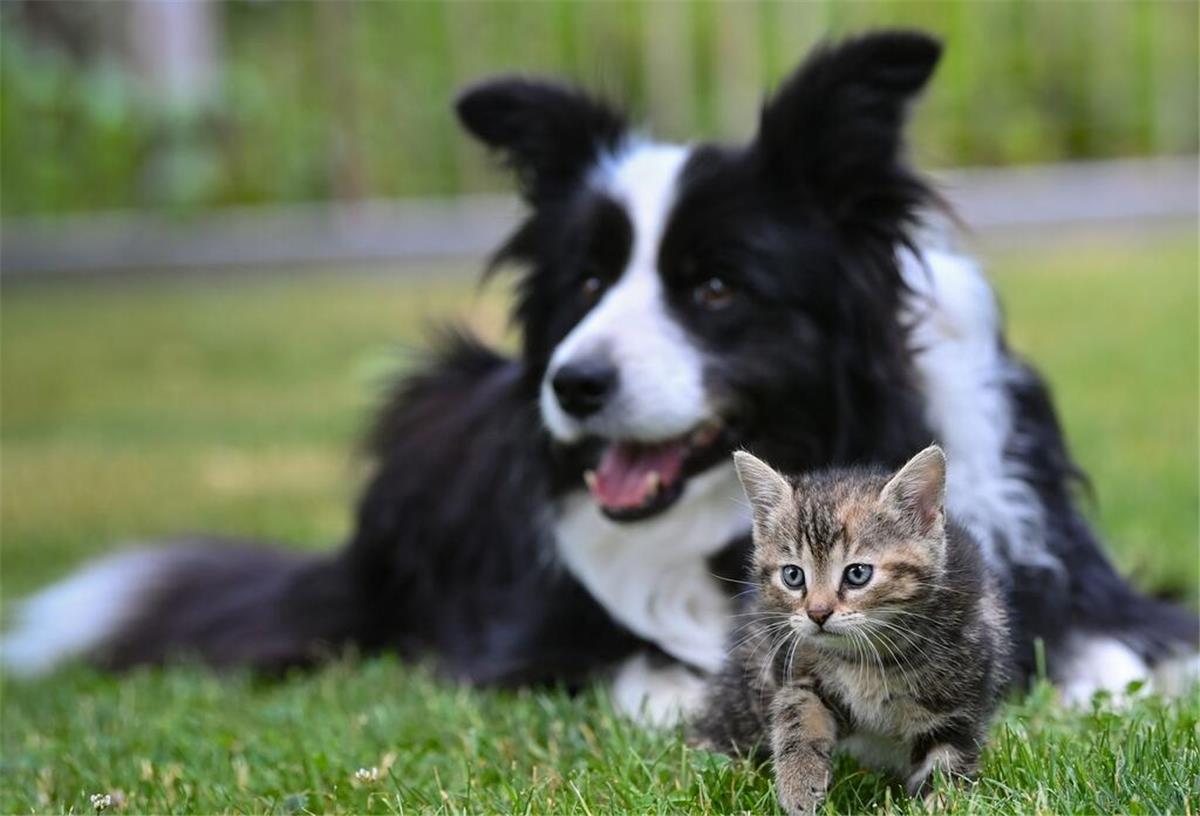 Neues EU-Gesetz wird teuer! Was Hunde- und Katzenbesitzer bald beachten müssen Eine Hündin der Rasse Border Collie liegt auf einer Wiese in einem Garten mit einem wenige Wochen alten Kätzchen.