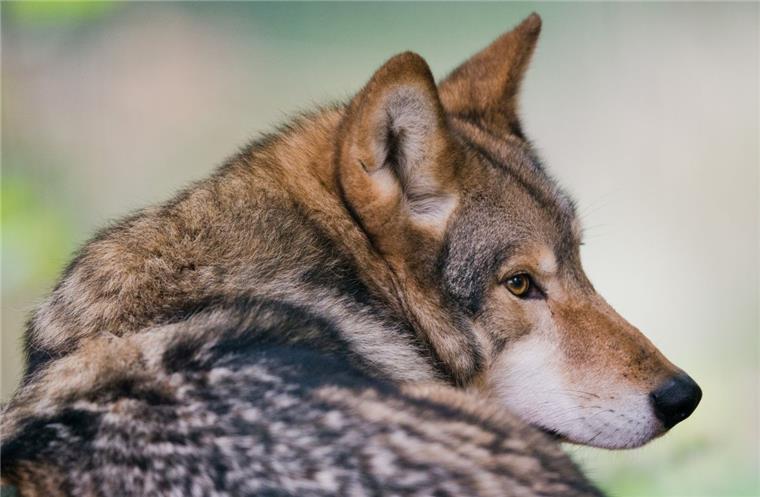 Rinder bei Holßel und Wanna gerissen - war es der Wolf? Hat der Wolf erneut Rinderherden im Cuxland attackiert?