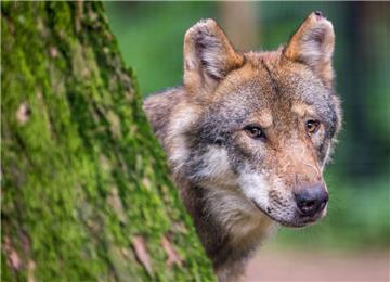 Hat der Wolf in Seefeld die Schafe gerissen?


