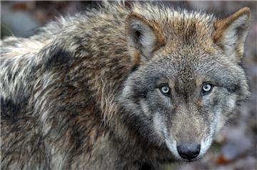 Hat der Wolf wieder zugebissen? Diesmal starb ein Jungrind in Bülkau.