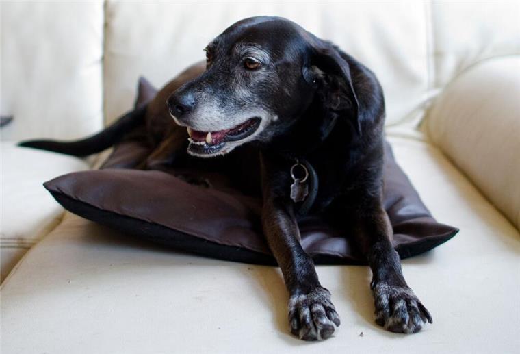 Durchgesickert: EU plant strenge Pflicht für Millionen Haustier-Besitzer Ein schwarzer Hund sitzt auf einem Sofa.