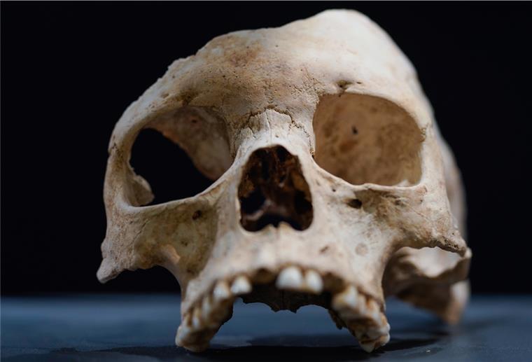 Bremer Übersee-Museum gibt Menschenschädel an Hawaii zurück Ein Gesichtsschädel, ein Fund der Ausgrabungen auf einem jungsteinzeitlichen Kultplatz, liegt in einem Ausstellungsraum im Museum Herxheim.
