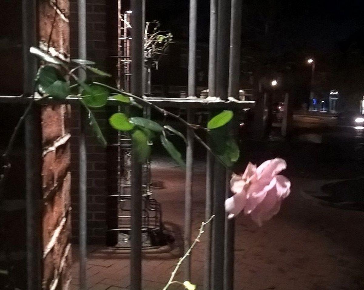 Farbtupfer im Winter: Rose grüßt Passanten am Zevener Rathaus Hebt sich ab vom Einheitsgrau dieser Tage: Die Rose am Rathaus.