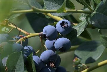 Heidelbeeren an einem Strauch.