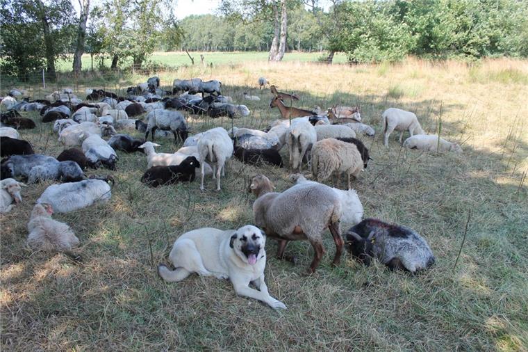 Zeven: Herdenschutzhunde kommen in die Region Herdenschutzhunde schützen Schafe in der Region vor Wolf, Fuchs, Marderhund und sonstigen Eindringlingen.
