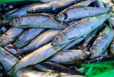 Hering aus der Ostsee wird eher empfohlen als aus der Nordsee.