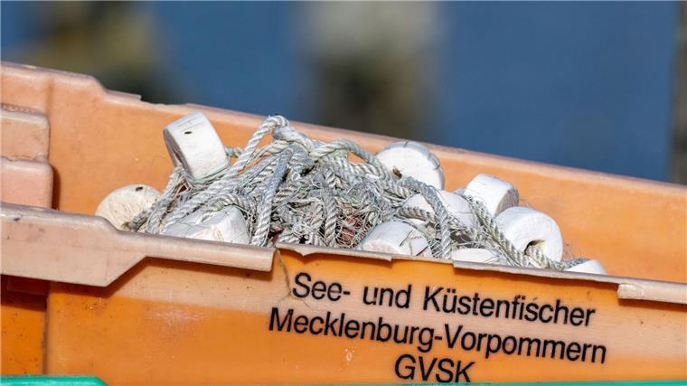 Ostseefischer dürfen 2025 weiter Hering fangen Heringe dürfen unter bestimmten Bedingungen beispielsweise mit Reusen auch kommendes Jahr gefangen werden.