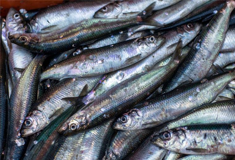 Nordsee-Fischer dürfen 2024 mehr Fische fangen Heringe dürfen zu 30 Prozent mehr gefangen werden.