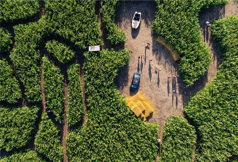 Unser Ausflugstipp: Verirrt Euch in Fynn Kliemanns Hanflabyrinth Herrlich umherrirren: Donnerstag, Freitag und am Wochenende hat das Hanf-Mais-Labyrinth am Kliemannsland nahe Zeven wieder geöffnet. Unser Test für Euch ergab: Es lohnt sich.