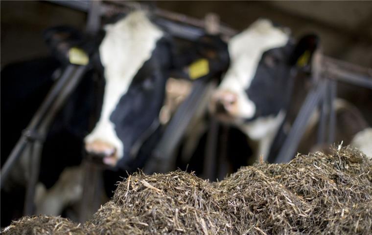 Landwirte blicken besorgt aufs Wetter: Ernte droht erneut zu vertrocknen Heu, Mais, Rübenschnitzel: Diese Milchkühe bei Rotenburg bekommen einen frischen Futtermix. Doch die Zutaten könnten bei einem erneut trockenen Sommer knapp werden.