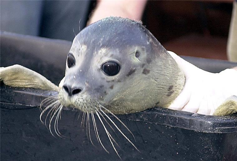 Erste Heuler der Saison ausgewildert Heute morgen war es für die Heuler soweit: Die ersten zwei aufgezogenen Heuler wurden in der Nordsee in der Nähe von wild lebenden Seehunden ausgesetzt.