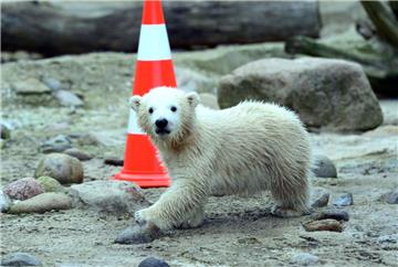 Hier erkundet Lili erstmals das Außengehege im Zoo am Meer Bremerhaven.