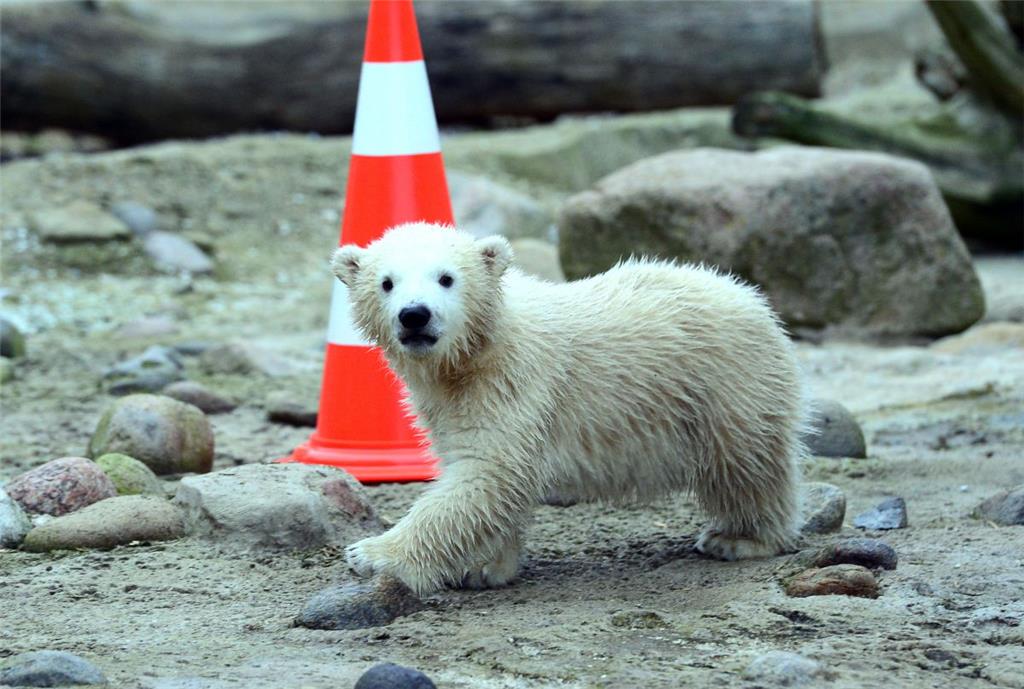 Hier erkundet Lili erstmals das Außengehege im Zoo am Meer Bremerhaven.