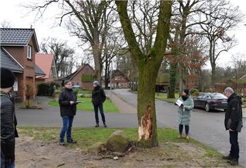 Hier in Haaßel fiel die Entscheidung nicht schwer, einen absterbenden Baum demnächst fällen zu lassen und ihn mit einer neuen Eiche zu ersetzen.
