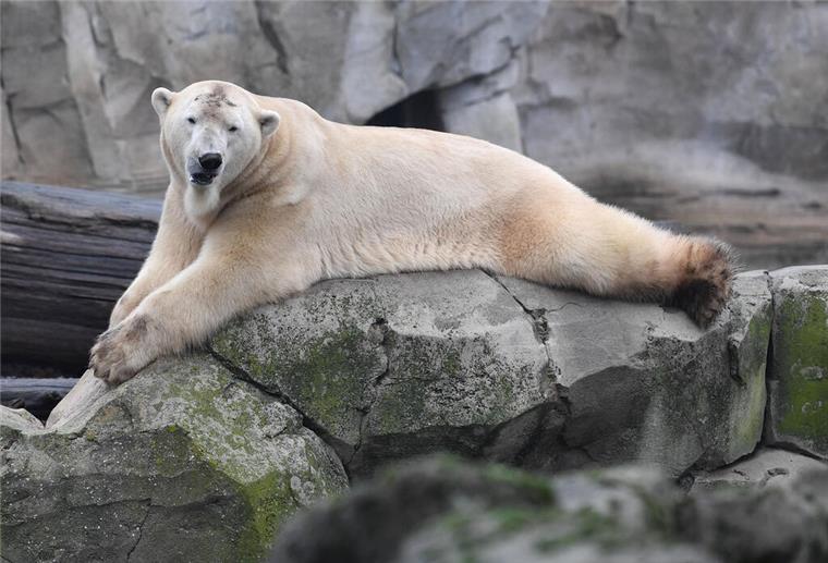 Eisbär Lloyd liegt an einem trüben Dezembertag auf einem Felsen und beobachtet die Besucher im Zoo am Meer.