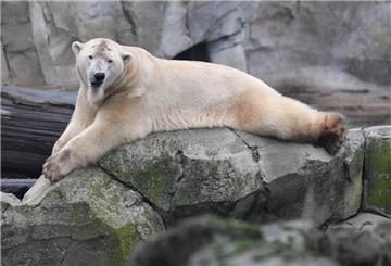 Eisbär Lloyd liegt an einem trüben Dezembertag auf einem Felsen und beobachtet die Besucher im Zoo am Meer.