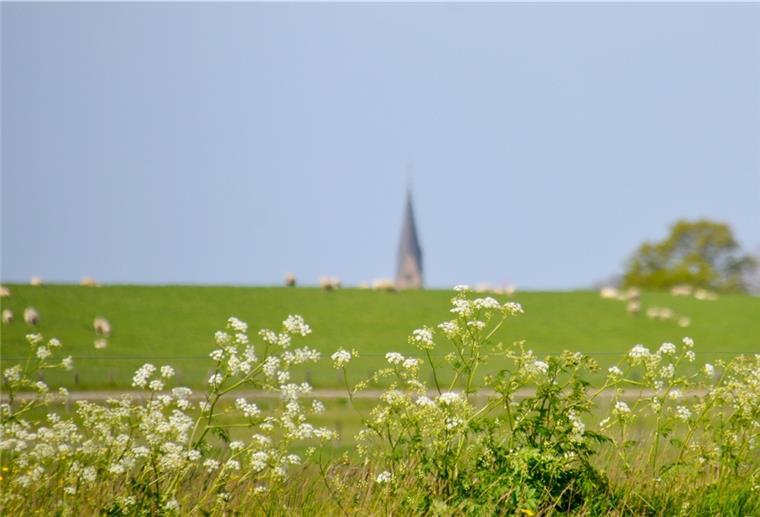 Dritte Absage an Beitritt Butjadingens zur Biosphärenregion Hier ragt der Langwarder Kirchturm über den Butjadinger Deich. Die Gemeinde kann mit viel Landschaft und Natur punkten - auch ohne Biosphärenregion, meinen diejenigen, die einen Beitritt ablehnen.