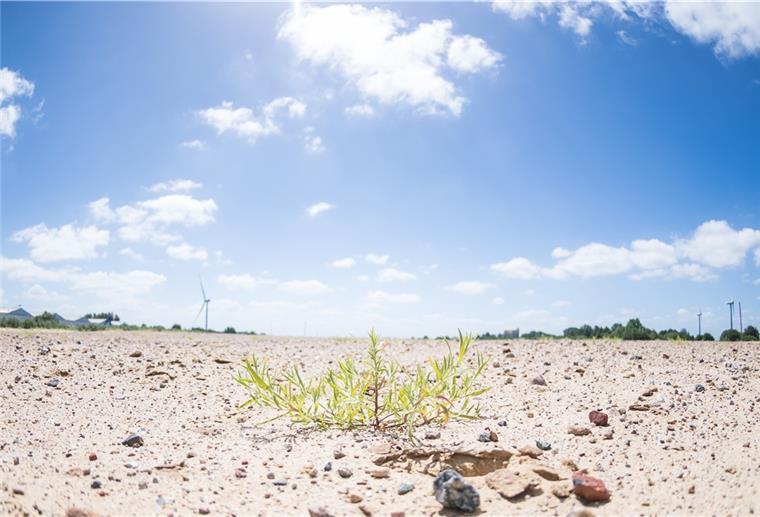 Hier sollte schon längst der Offshore-Terminals stehen. Aber die Naturschützer klagten. Das Bremer Oberverwaltungsgericht hatte den Planfeststellungsbeschluss aufgehoben und keine Revision mehr zugelassen. Nun will der Senat vor das Bundesverwaltungsgericht ziehen.