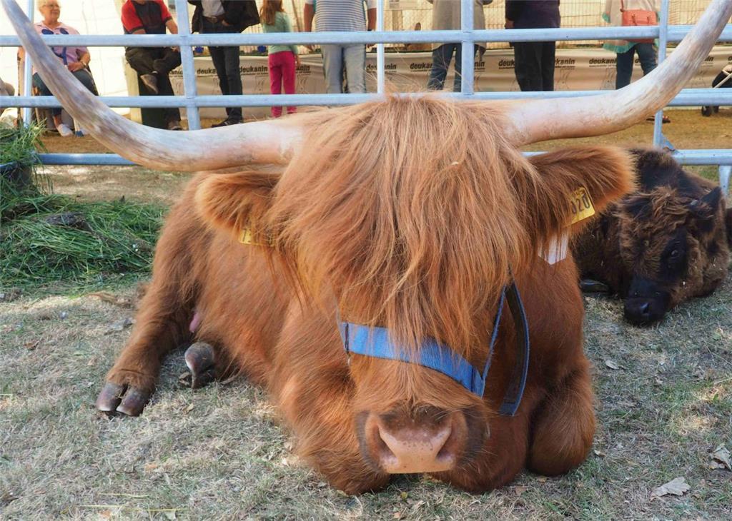 Hier wäre doch wohl mal ein Haarschnitt fällig! Foto Stehn