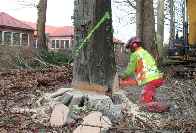 Gymnasium Langen: 59 Bäume fallen für Schulhof Hier werden bald Basketbälle fliegen und Schüler klettern: Für den neuen Schulhof des Gymnasiums Langen werden seit Donnerstag 59 Bäume im Park Friedrichsruh gefällt.