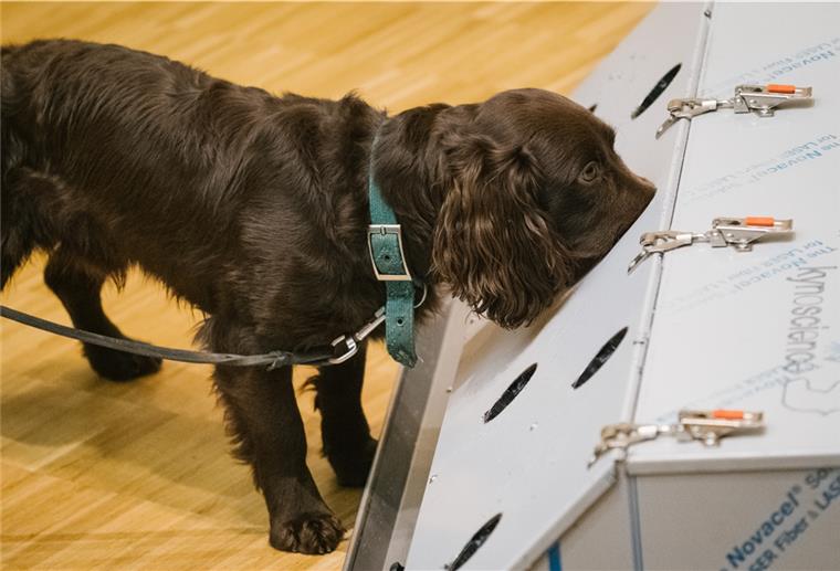 Der Cocker Spaniel Joe schnüffelt in der Tierärztlichen Hochschule (TiHo) an einer Trainingsmaschine für Corona Spürhunde. 