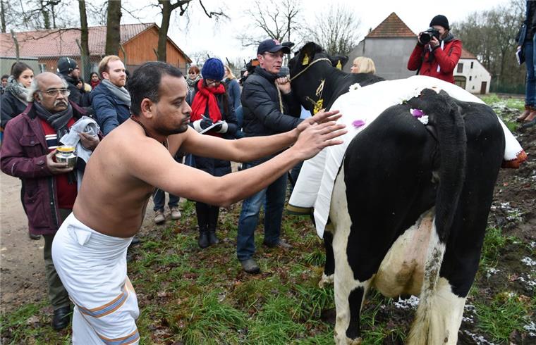 Hindu-Gemeinde in Bremen prüft Bauplatz für Tempel mit Kuh Hindu Priester Prasad Agilandam betet in Bremen neben der Kuh Madel von Landwirt Frank Imhoff.