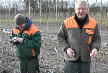 Hinrich Postels (rechts) und ein Mitarbeiter veredeln an einem trockenen Februartag die Kirschen auf dem Gärtnerhof in Badenstedt.