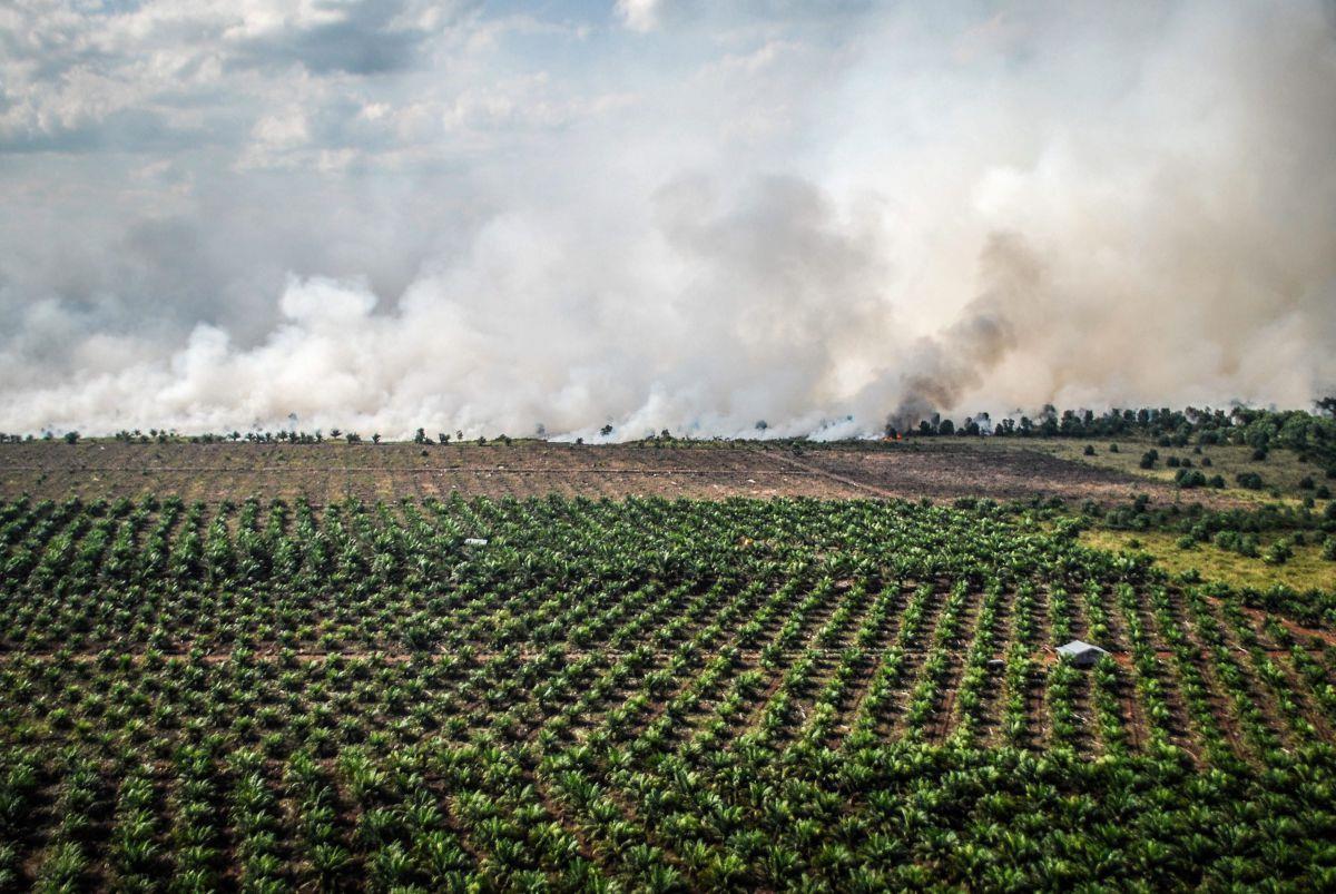 Brake: Grüne fordern Verbot von Palmöl als Biosprit Hinter einer Palmöl-Plantage in Indonesien brennt der Wald und wird durch die Rodung als Anbaufläche für weitere Plantagen vorbereitet.