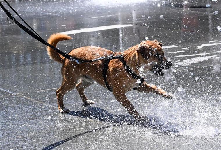 Lebensgefahr Sommerhitze! So werden Hund, Katze und Co. geschützt Ein Kaninchen sitzt in einem Außengehege.