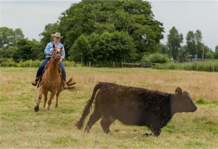Landwirt des Jahres 2021: Hjördis Plate aus dem Cuxland nominiert Hjördis Plate aus Otterndorf zu Pferd schaut bei ihren Galloways nach dem Rechten.