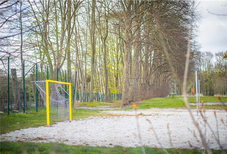 Baumpflege auf Sportplätzen wird immer teurer Hochgewachsene Buchen säumen den Sportplatz an der Jahnwiese.
