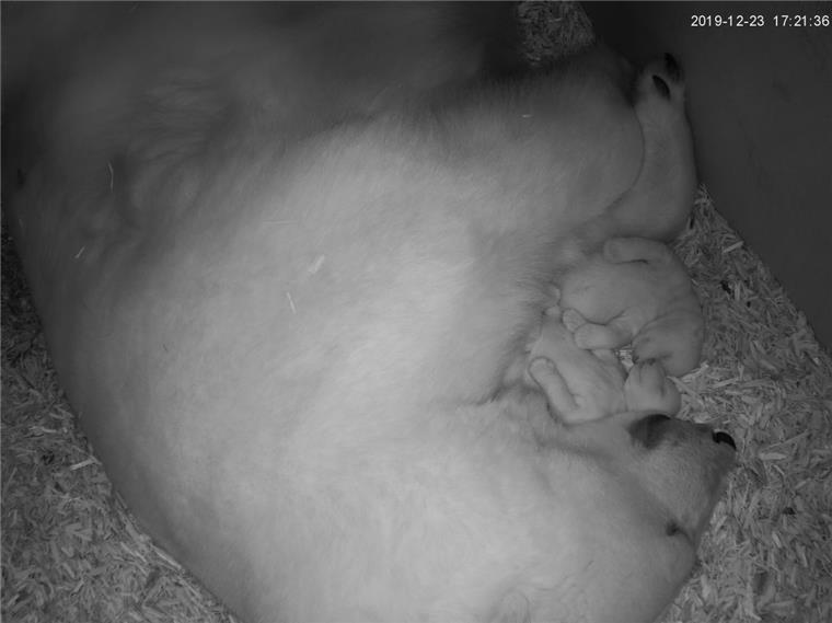 Knallerei an Silvester: So werden die Eisbären-Babys geschützt Hoffentlich können die beiden Eisbären-Babys im Zoo am Meer in Bremerhaven auch an Silvester ruhig schlafen.