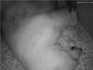 Hoffentlich können die beiden Eisbären-Babys im Zoo am Meer in Bremerhaven auch an Silvester ruhig schlafen.