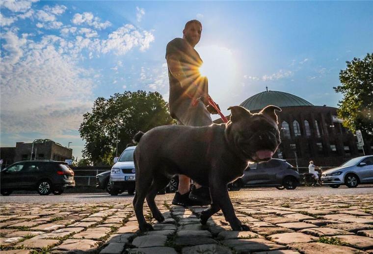 Gassigehen bei Hitze! Die besten Uhrzeiten für einen sicheren Spaziergang Ein Mann geht am Morgen mit seinem Hund in Düsseldorf spazieren.