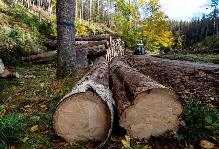 Teures Öl, teures Gas: Ist Holz die Alternative? Holz für den heimischen Kaminofen - damit kann man sogar Geld sparen