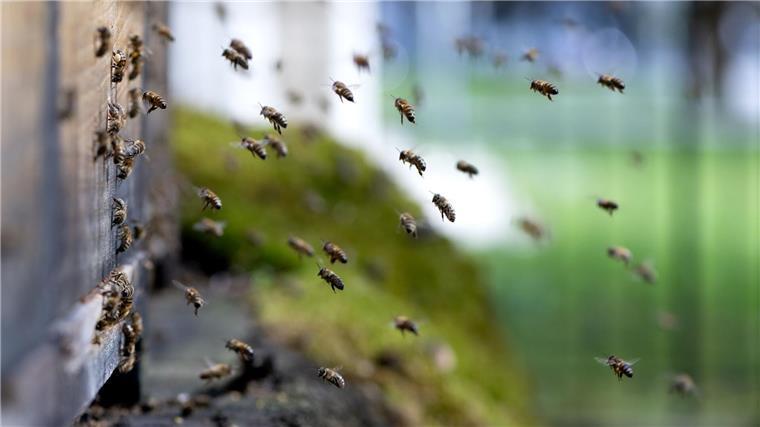 Honigbienen fliegen einen Bienenstock an.