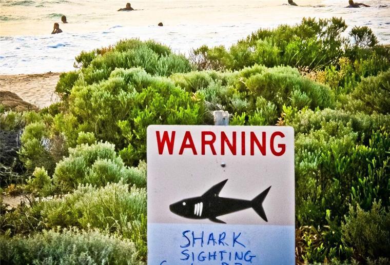 Déjà-vu am Strand: Surfer überlebt zweiten Haiangriff Horror am Surfspot: Surfer überlebt zweiten Haiangriff