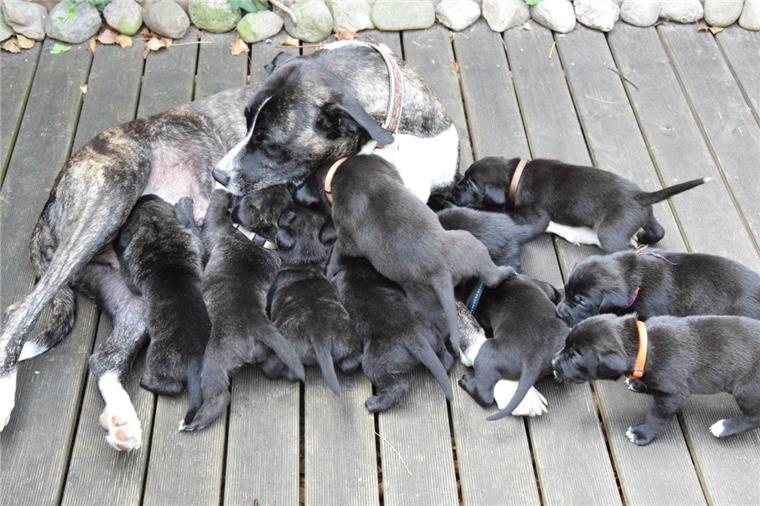 Anderlingen: So geht es den 14 Labrador-Welpen nach einem Monat Hündin Dara und ihre 14 Welpen, die sich in Anderlingen prächtig entwickeln.