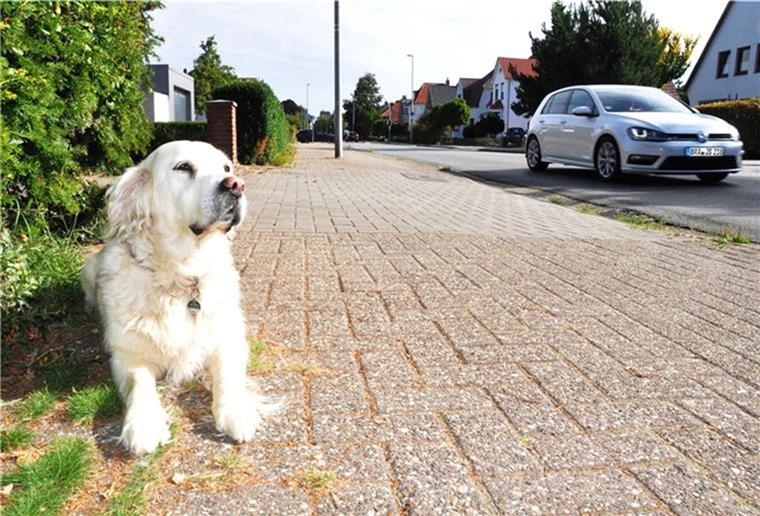 Nordenham: Hund Emily aus dem Mittelweg ist tot Hündin Emily ist am Montag gestorben.