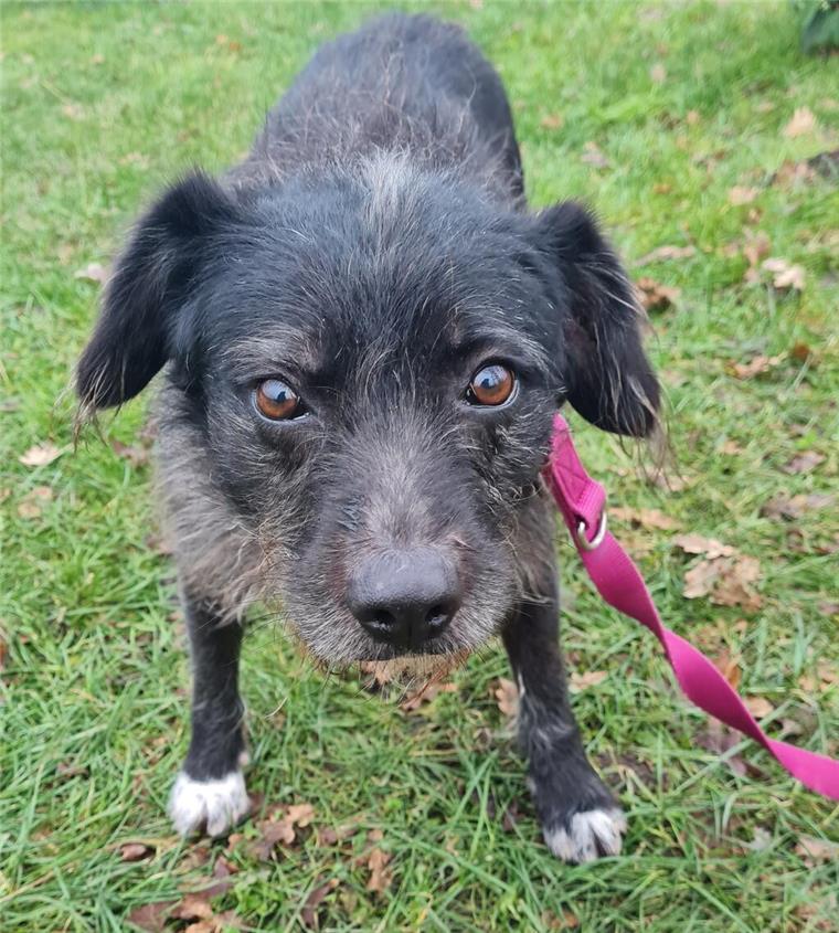 mittelgroßer schwarzer Hund mit weißen Pfoten und lieben Augen
