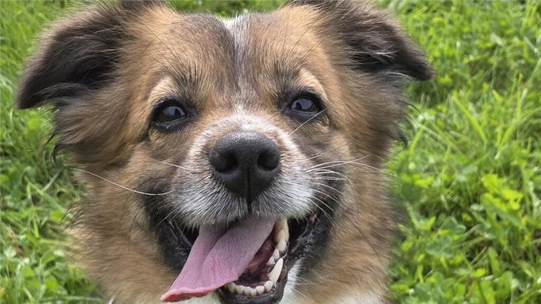 Schüchterne Hündin Mina sucht ein ruhiges Zuhause Ein Hund mit offener Schnauze