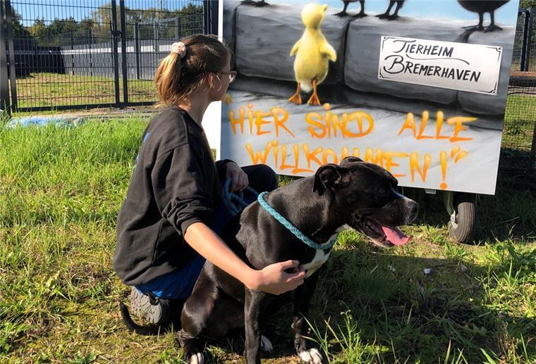Bremerhavener Tierschützer: Tiere werden zu selten beschlagnahmt Hündin Paula kommt aus schlechter Haltung und hatte in ihrem Leben noch nicht besonders viel Glück. Sie lebt im Tierheim Bremerhaven und sucht ein neues Zuhause.