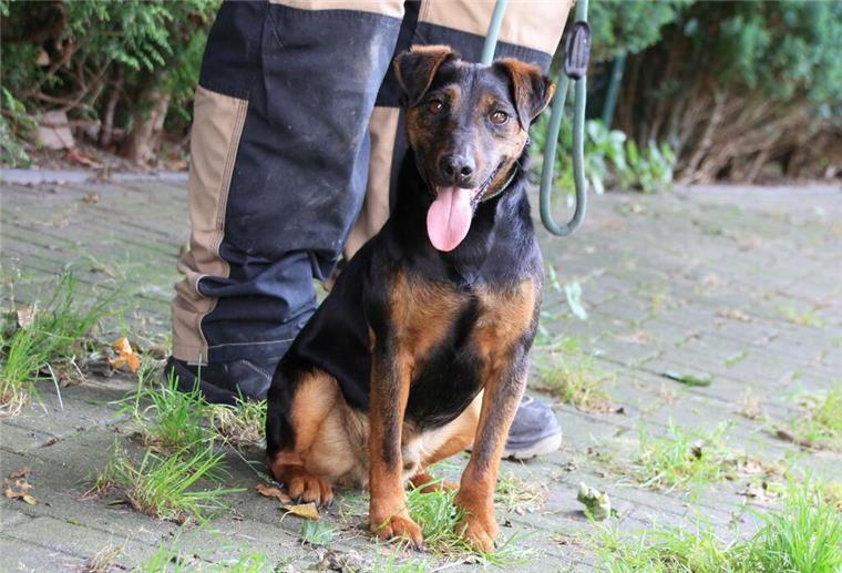Tiere suchen ein Zuhause: Hund Carlos braucht erfahrene Halter Ein Hund sitzt auf einem Gehweg.