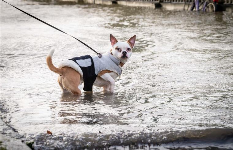 Sturmtief im nord24-Land: Fotos aus Bremerhaven und umzu Hund Gizmo bekam am Fähranleger in Bremerhaven nasse Füße.
