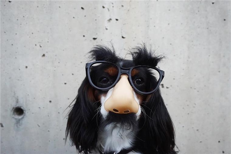 Karneval: Warum wir Norddeutsche keine Fans sind Hund mit Verkleidung – HEIN dein Norden