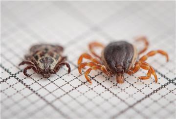 ARCHIV - 12.06.2019, Baden-Württemberg, Stuttgart: Eine Hyalomma rufipes (r) (Männchen) Zecke liegt neben einer Auwaldzecke der Gattung Buntzecken (Dermacentor reticulatus, Männchen) auf einem Millimeterpapier. (zu dpa: «Exotische Zecken breiten sich in Hessen aus») Foto: Fabian Sommer/dpa +++ dpa-Bildfunk +++