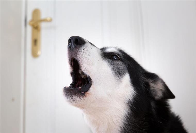 Hund allein zu Haus: So klappt‘s stressfrei für Mensch und Tier Hunde können gut allein bleiben – wenn man sie langsam daran gewöhnt. Technik und feste Rituale helfen zusätzlich.