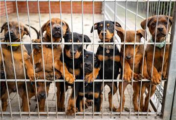 Hunde lehnen an dem Gitter eines Zwingers in einem Tierheim. Viele deutsche Tierheime sind überfüllt, manche haben sogar einen Aufnahmestopp verhängt.