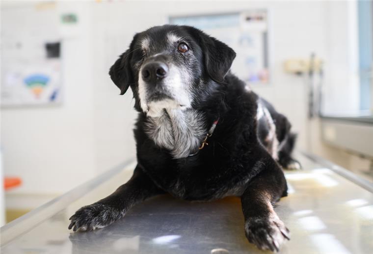 Häufige Spaziergänge: Hunde mit Arthrose sollten schlank bleiben Älterer Hund