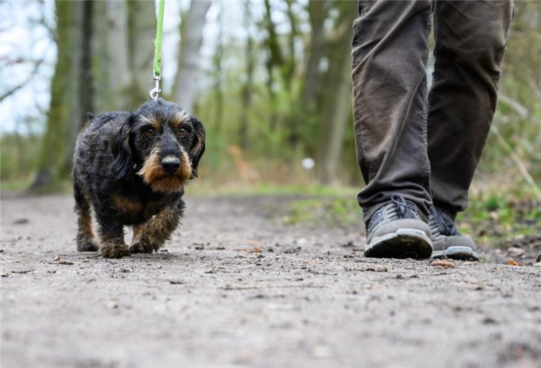 Hunde müssen im Land Niedersachsen ab Montag, 1. April im Wald und auf Feldwegen wieder an die Leine. 